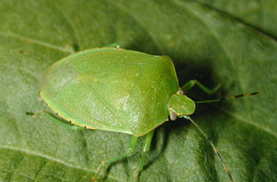 Green stink bug. 
